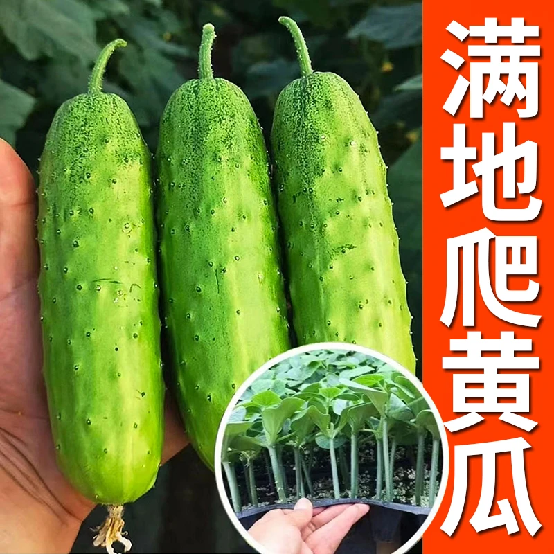 满地爬黄瓜苗秧水果黄瓜种子压趴架四季高产盆栽阳台种子