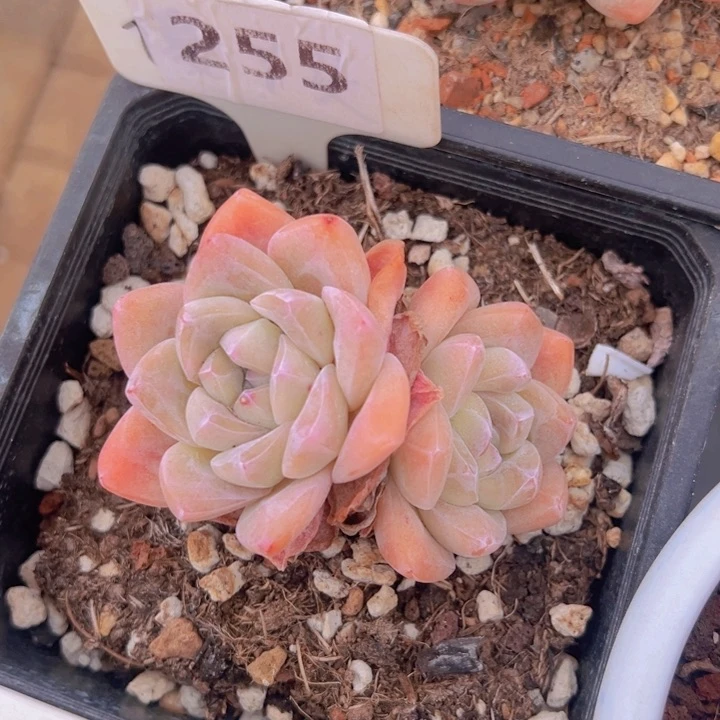 健健康康平平安安