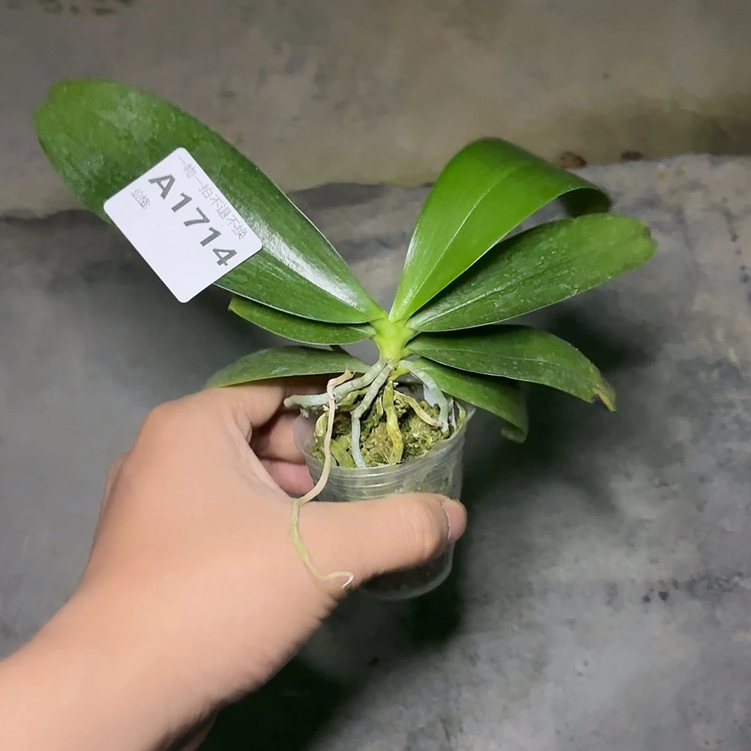 当前无花朵，栽培后可花朵A1714yss1162