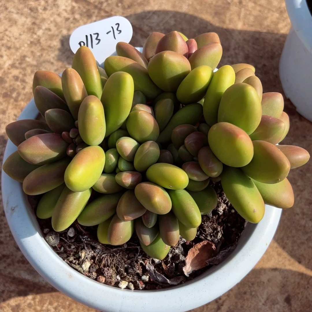 ?****࿐0113-13芒果奶群