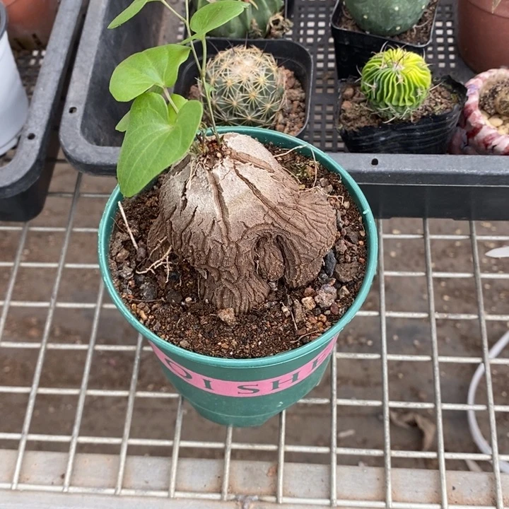 M***头伯克利和他的朋友们在一起