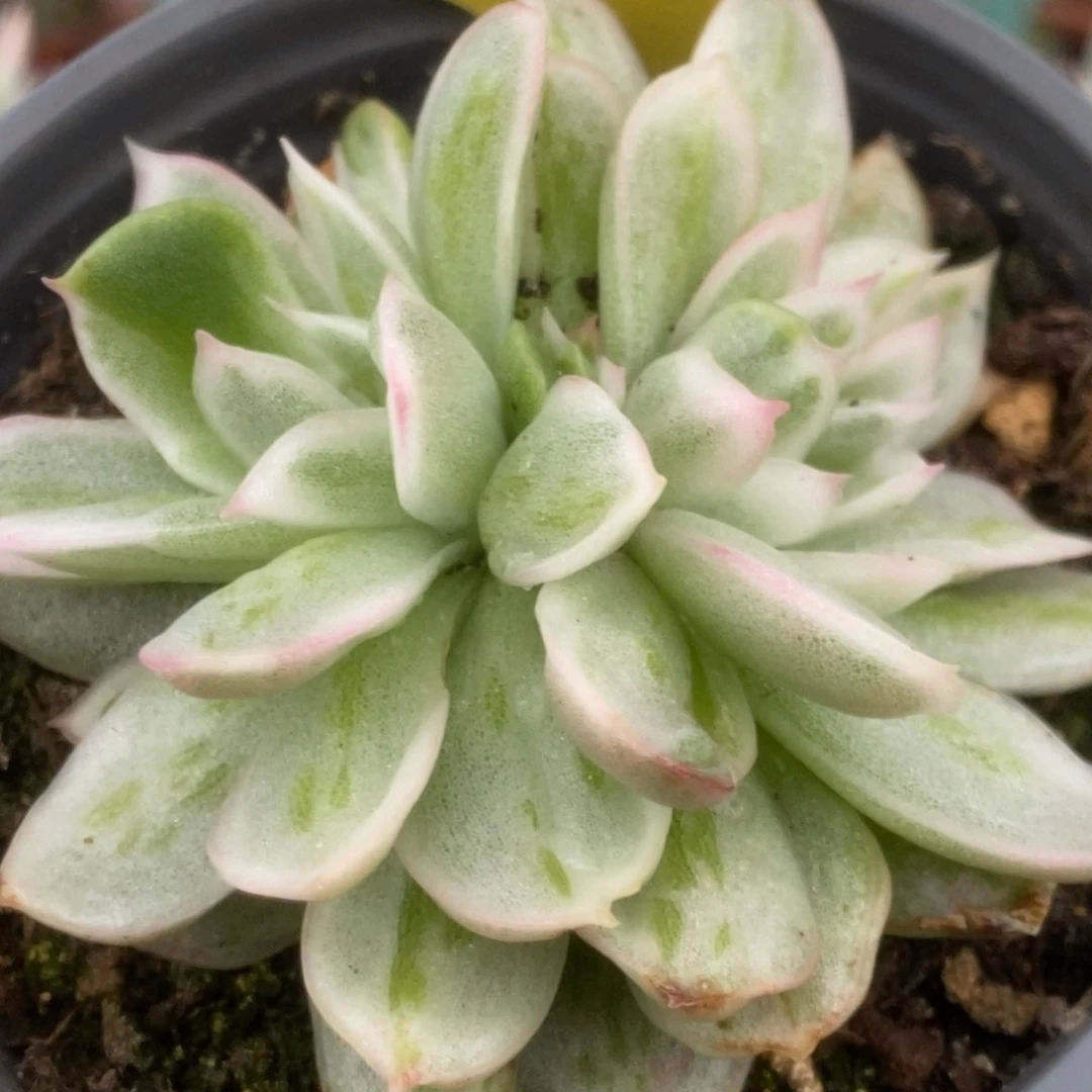 346东云杂锦锦锦锦锦