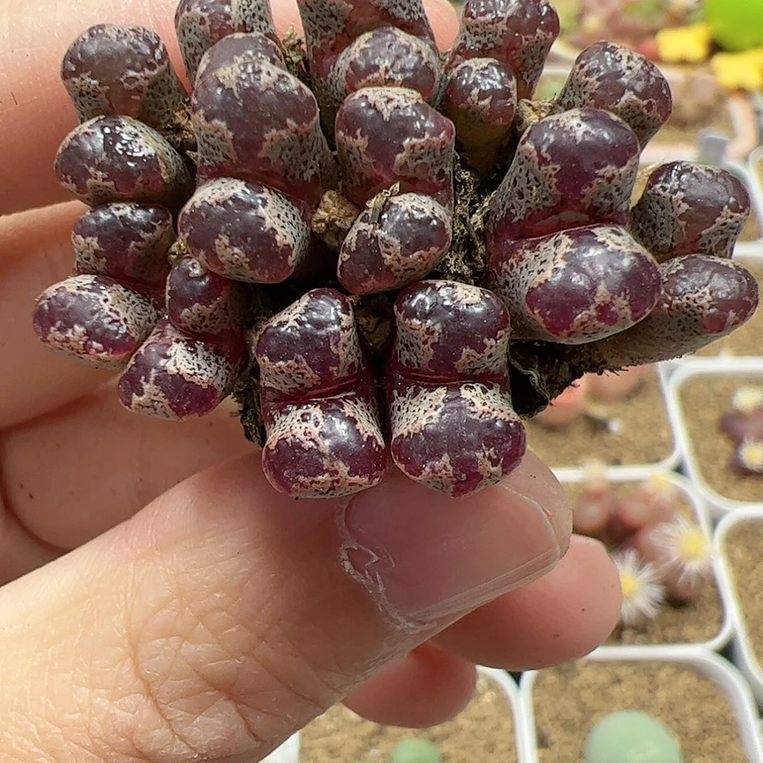 【闪购商品】51 蝴蝶