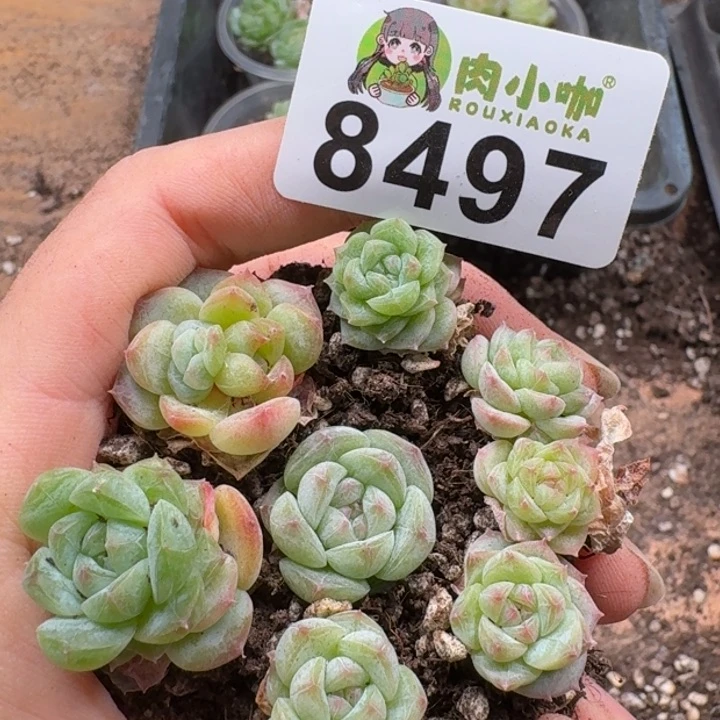 当前无花朵，栽培后可花朵多肉植物多肉植物