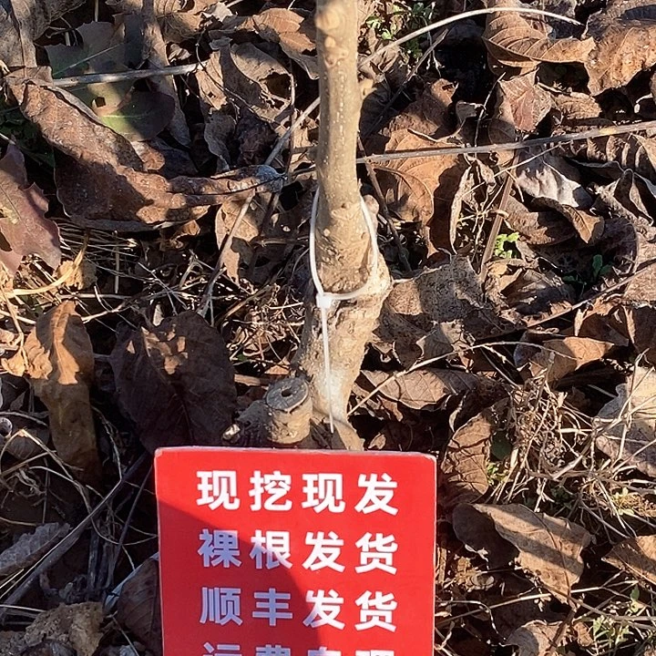 快***平吊坠文玩核桃白狮子