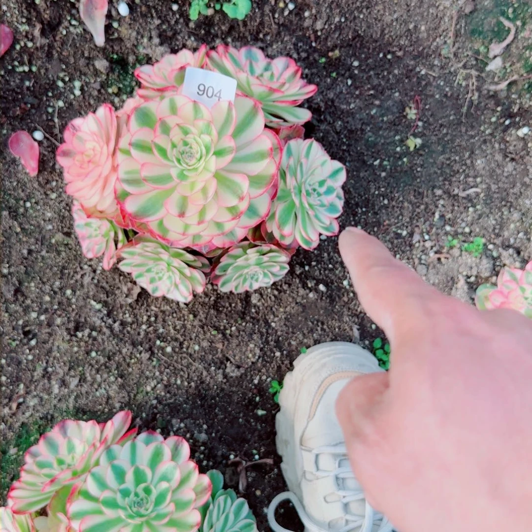 荔枝法师多肉904