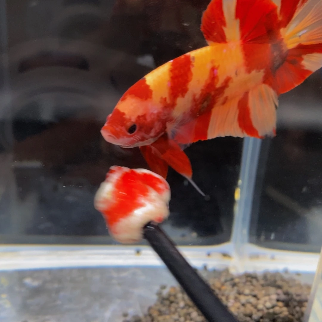 如***缘斗鱼425巨斗111111