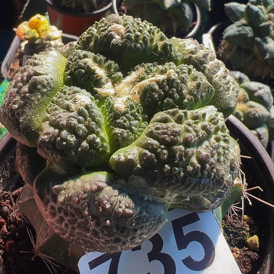 无花朵福利大尤连山牡丹735