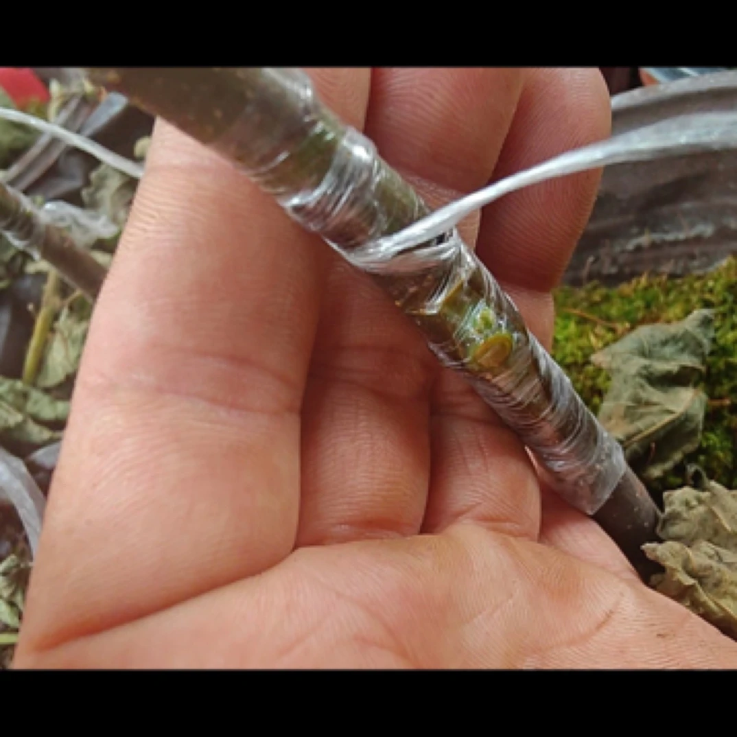 阿门期香铁龙盆栽现接