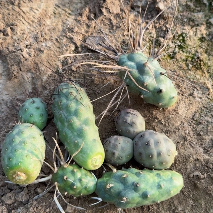 5个品种习侧牙仙人球无根