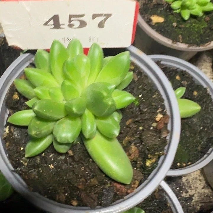 冰晶翡翠457多肉植物