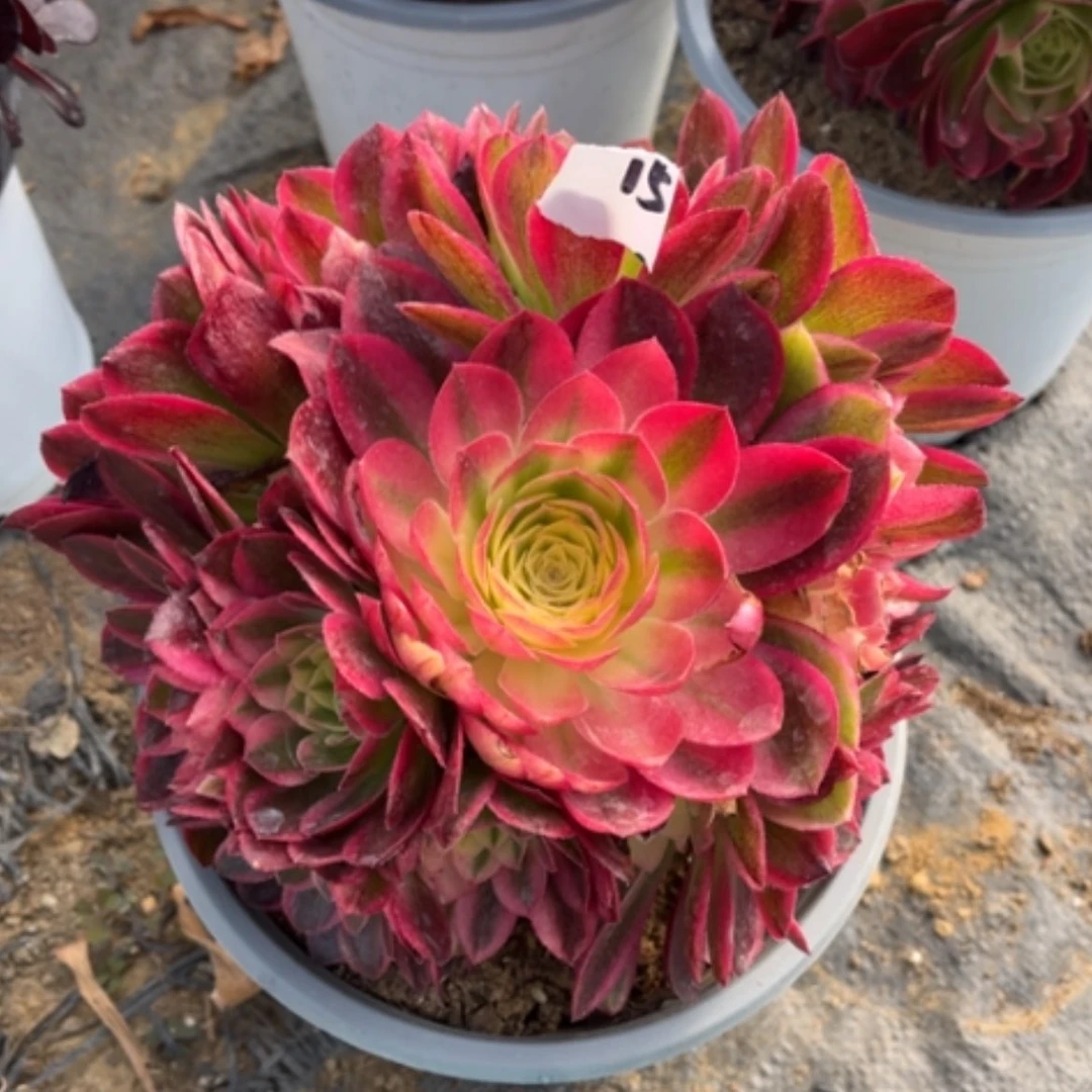 【闪购商品】15玉姿多肉法师