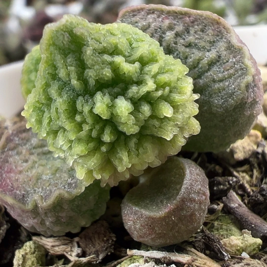 爆炸尢刺纹实生新品