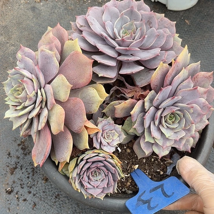 两单包邮，一物一拍23紫姬