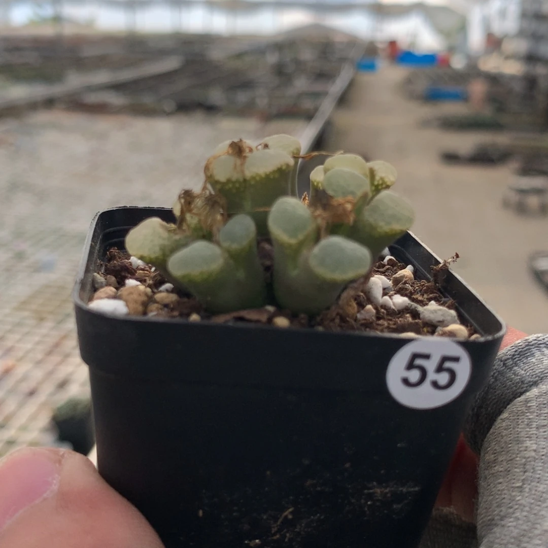 柴**?55号粉樱风铃母本