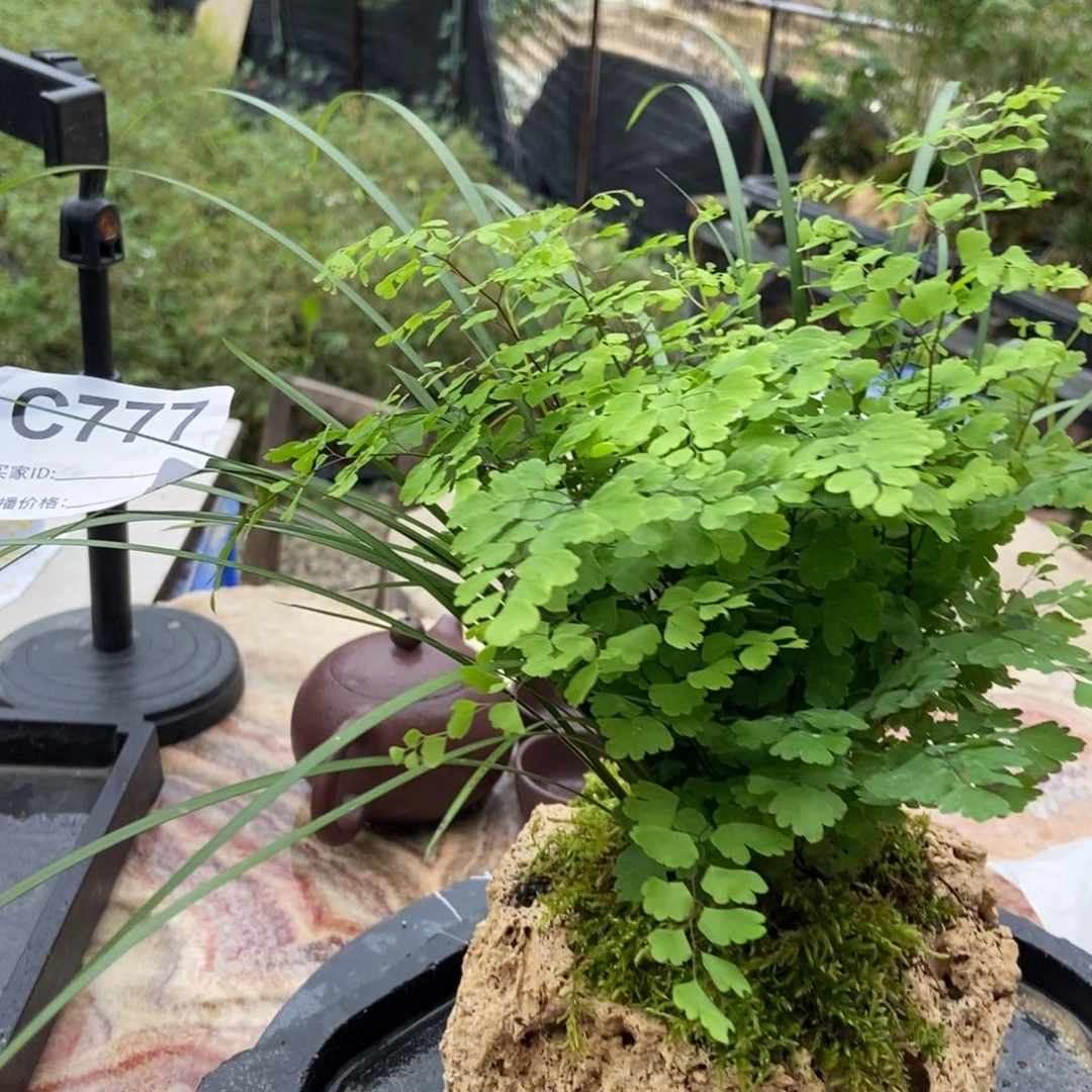 C***c无花朵777不带片1222