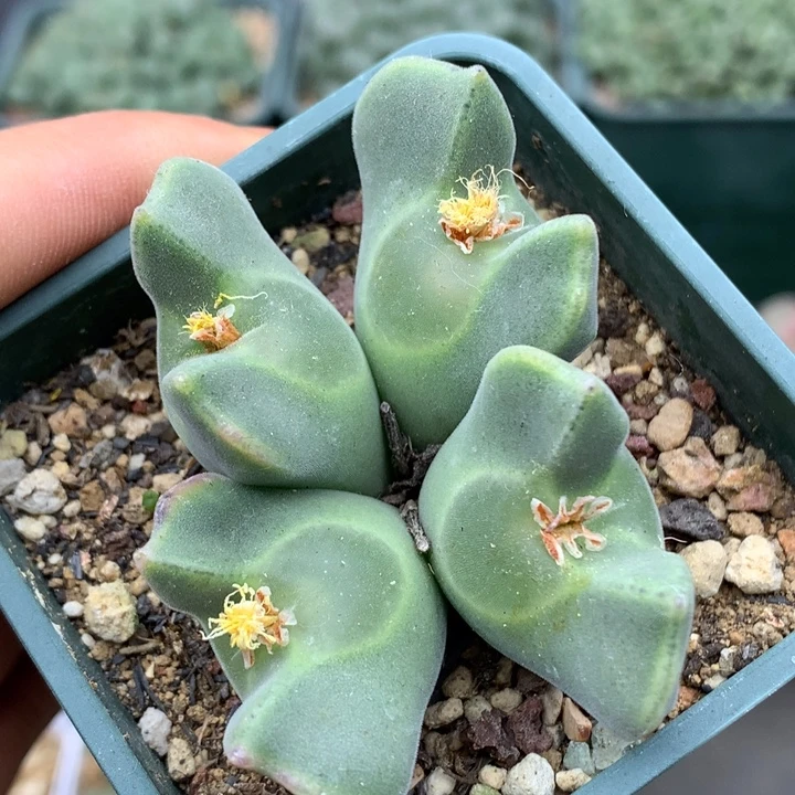 精品多肉植物精品大眼睛