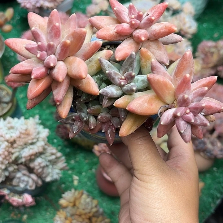 伊卡鲁斯一颗一物一拍