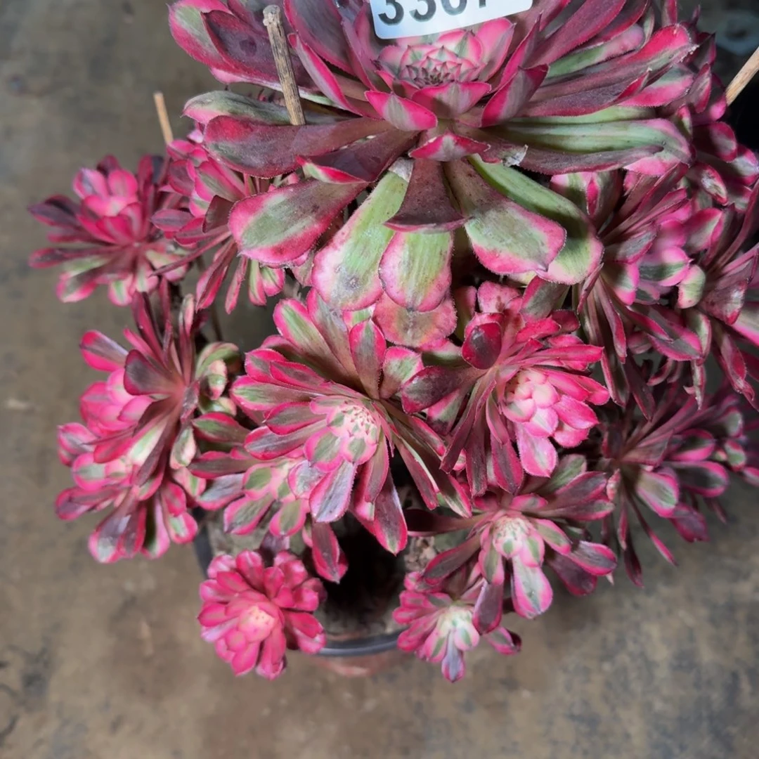 33075同白不包断枝