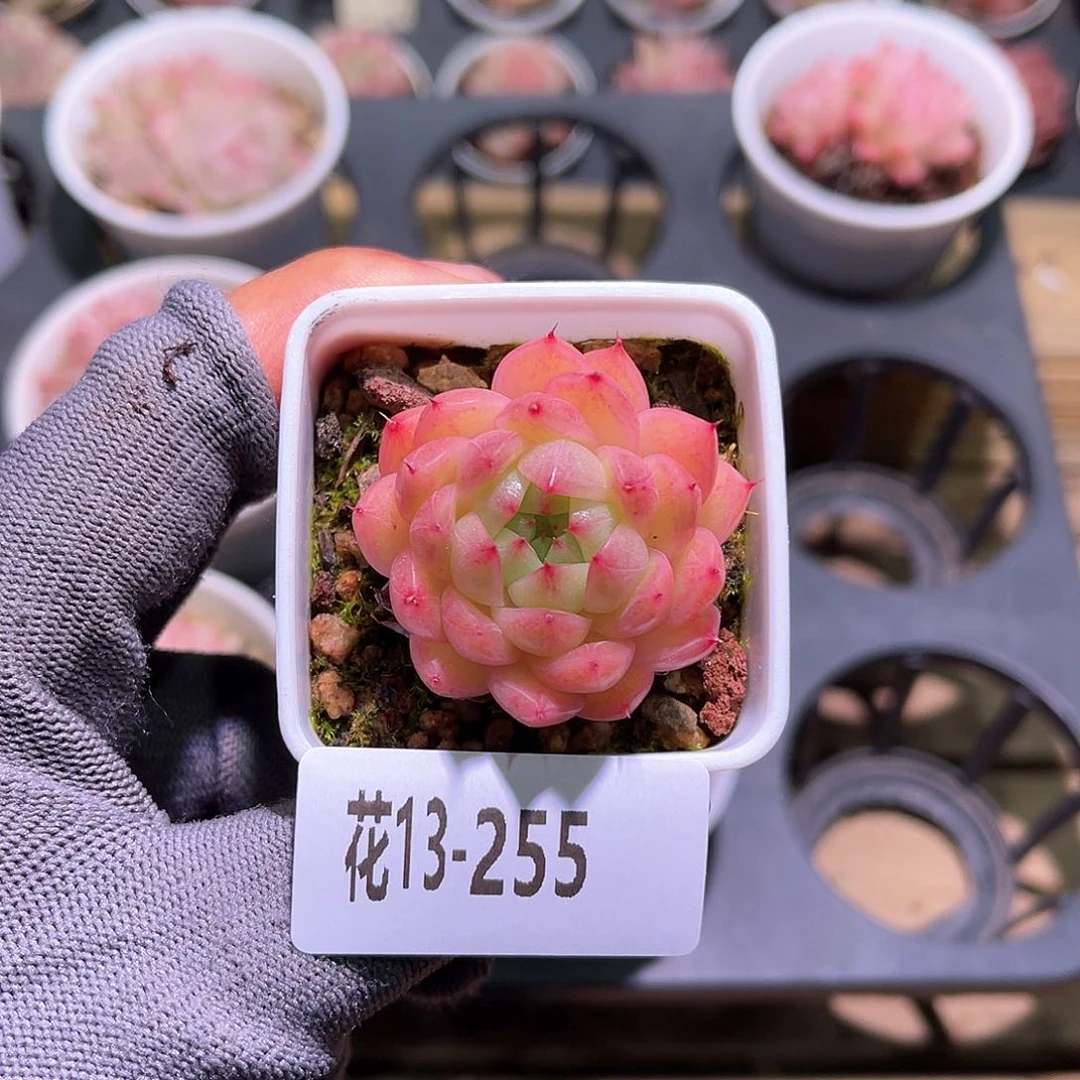 花13-255海王单头