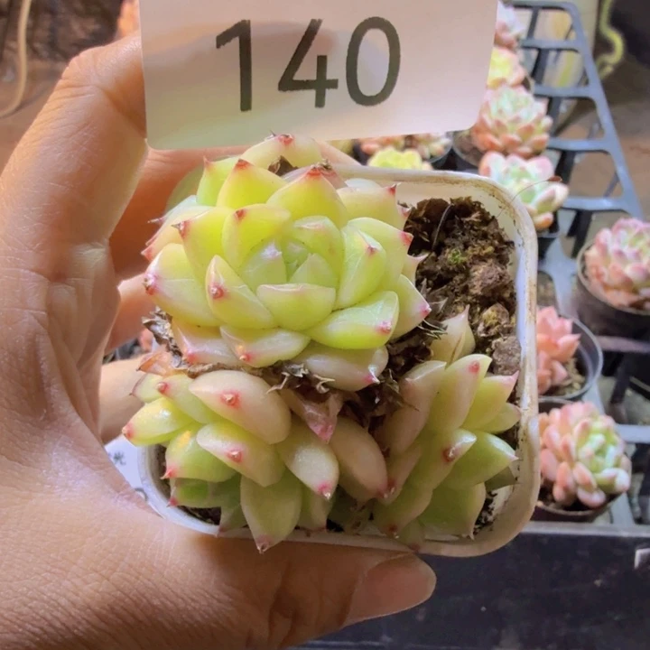 140.qqqqqqqqqqqqqqqqw