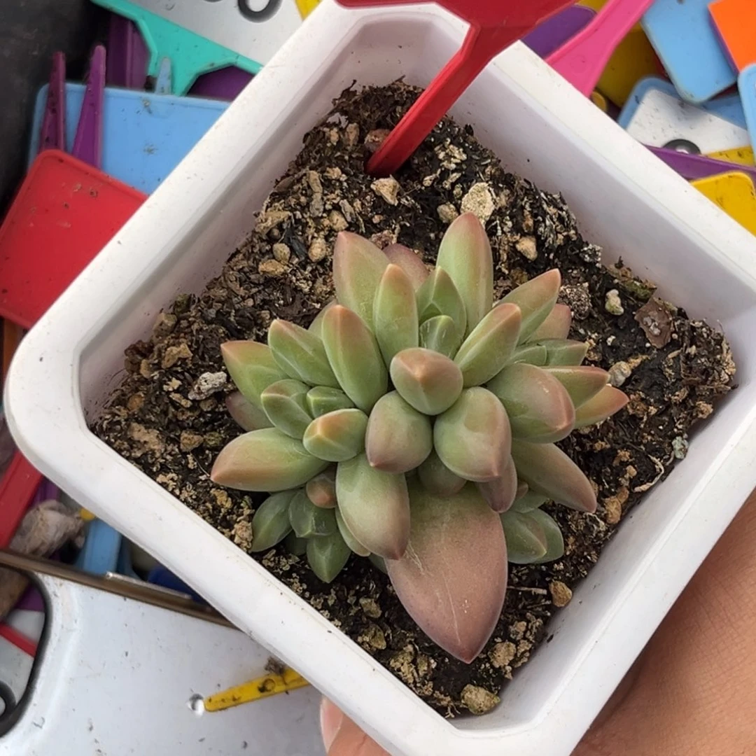 多肉植物摩登女郎701
