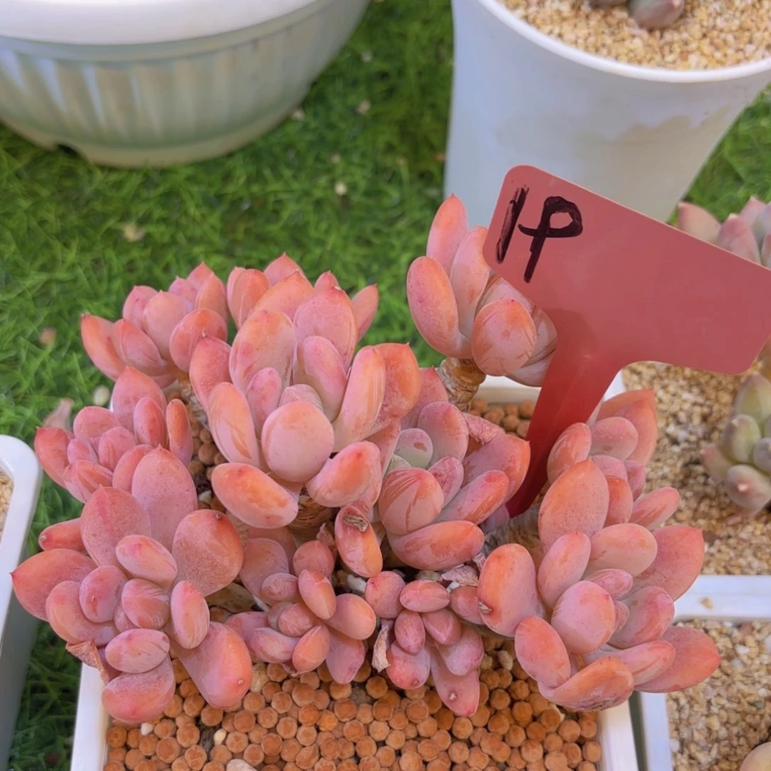 花***²我的小可爱们都好可爱