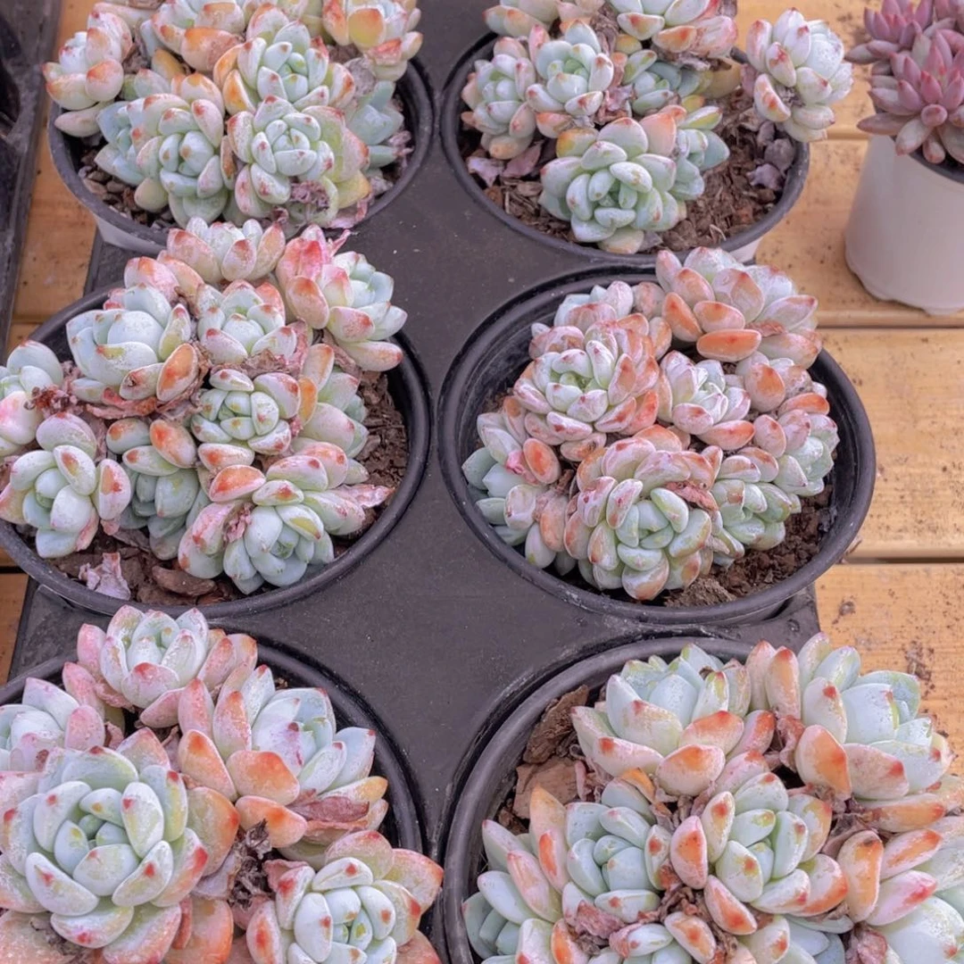 111号 丸叶冷香大群生老桩一个