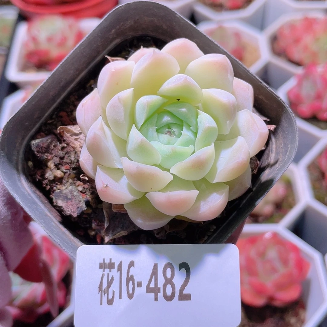 花利美16-485白月影