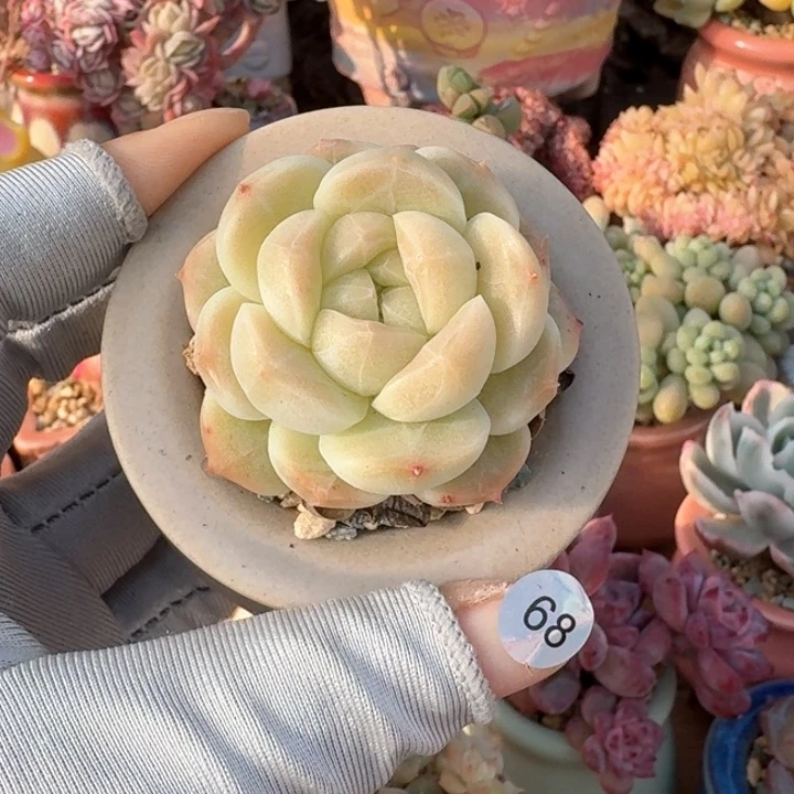 68 多肉含盆土 30元包邮 除偏远