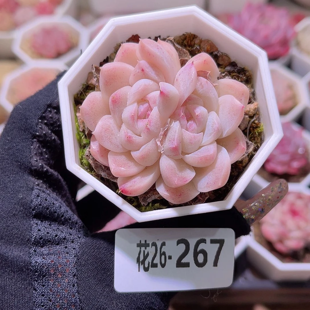 花利美26-267明月心