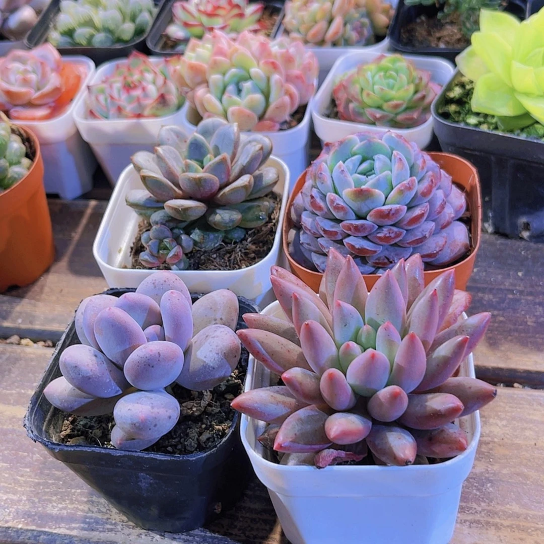 四盆11111111111111