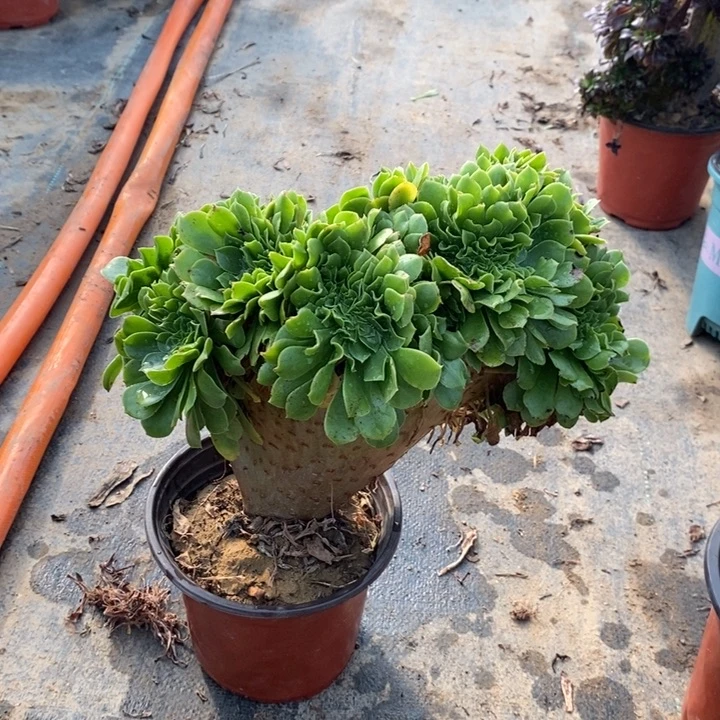 绿羊绒缀多肉植物52。