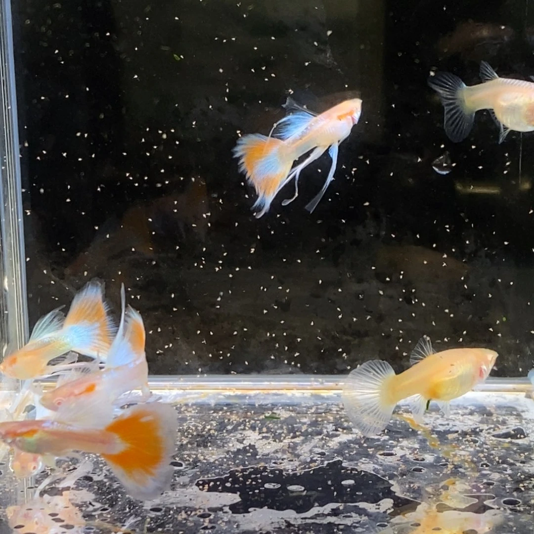 孔雀鱼火烧云七条孔雀鱼