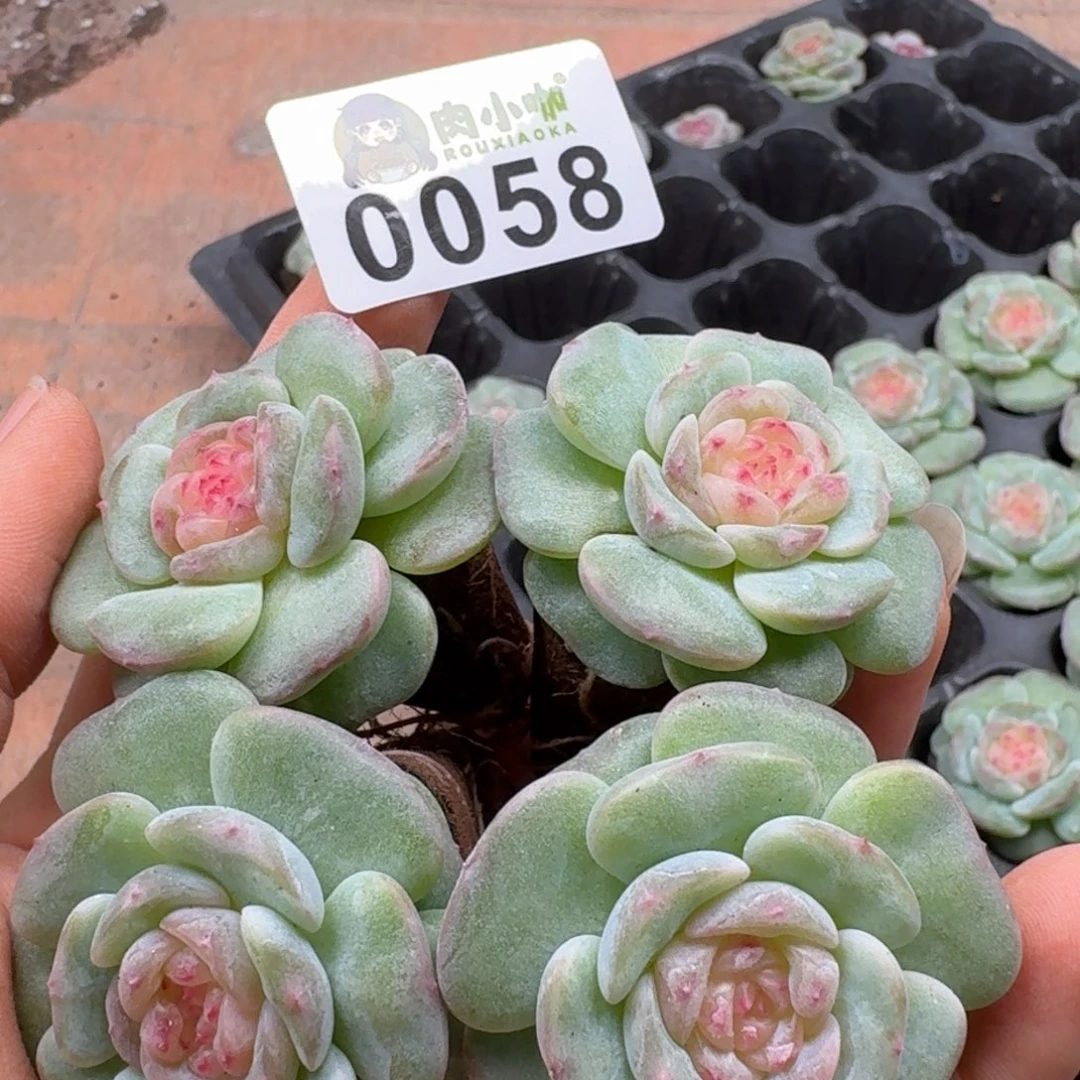 嘉***多肉植物多肉植物