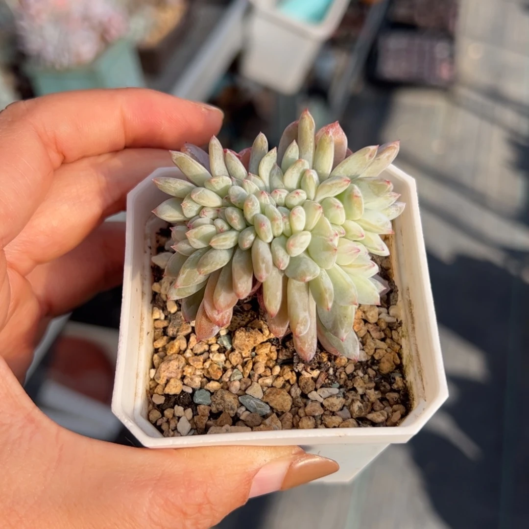 森*人小星影缀-森林