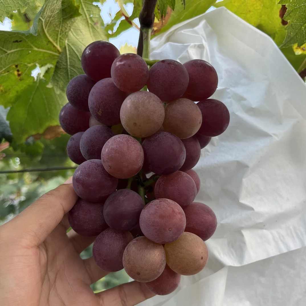 老品种小杆巨峰葡萄山坡土质 露天自然成长