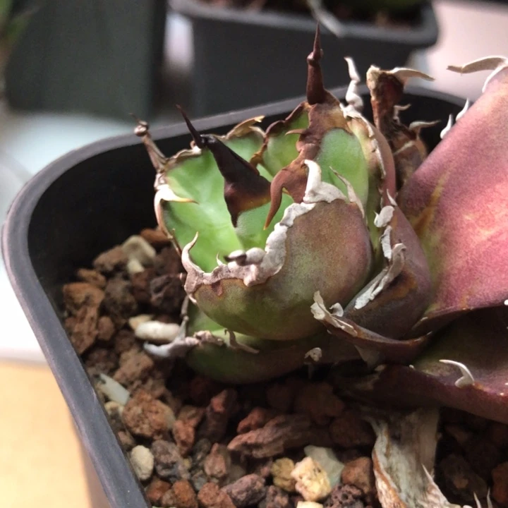 黑帝斯仁王冠顶芽