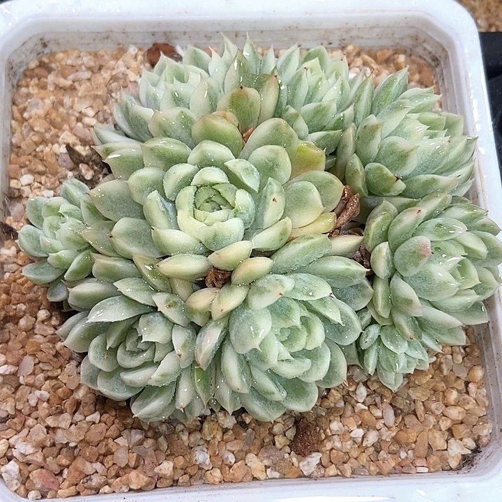 香草月影锦群多肉