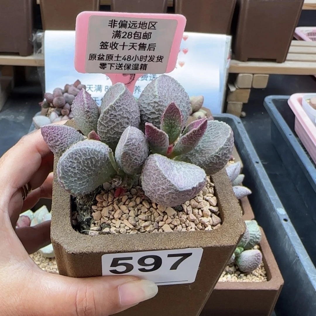 597哈莫猪肝多肉植物