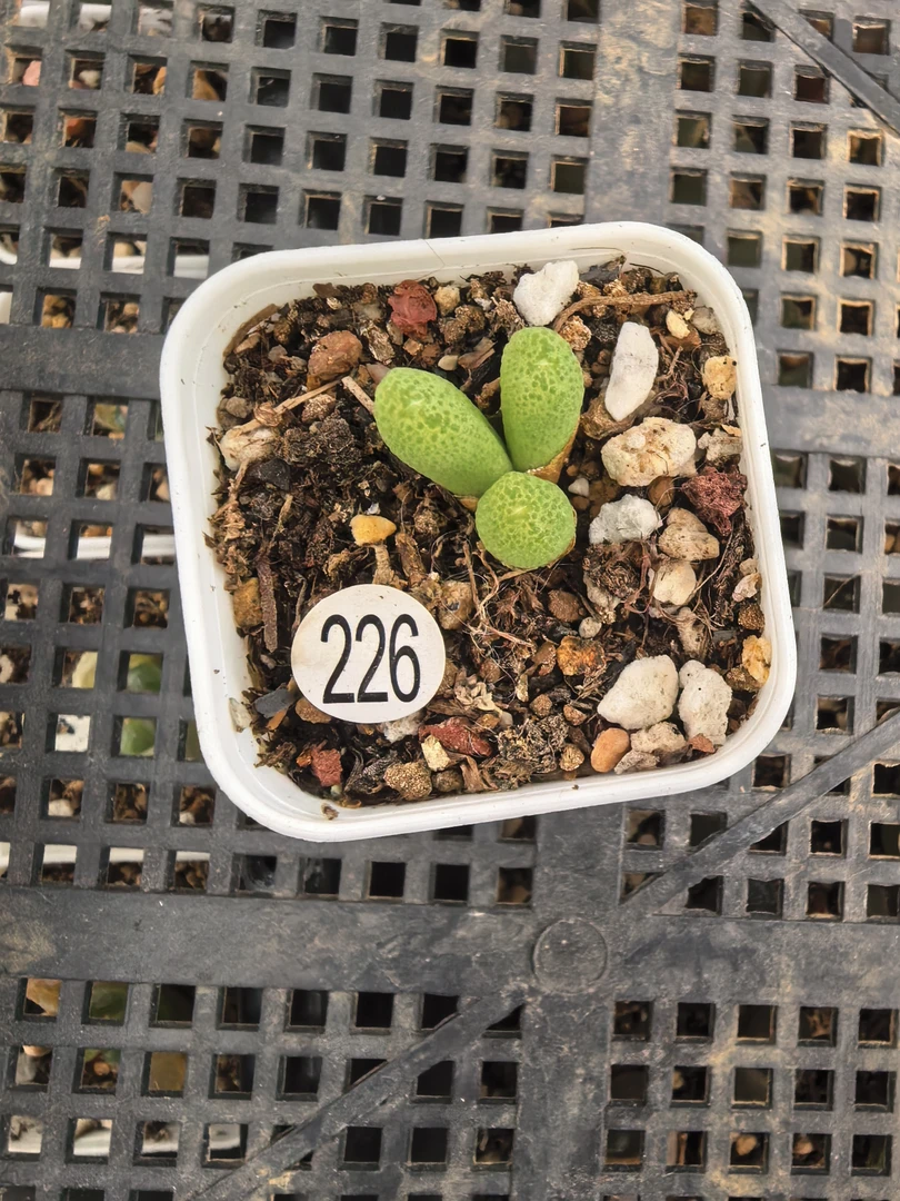 玉米3头多肉带盆