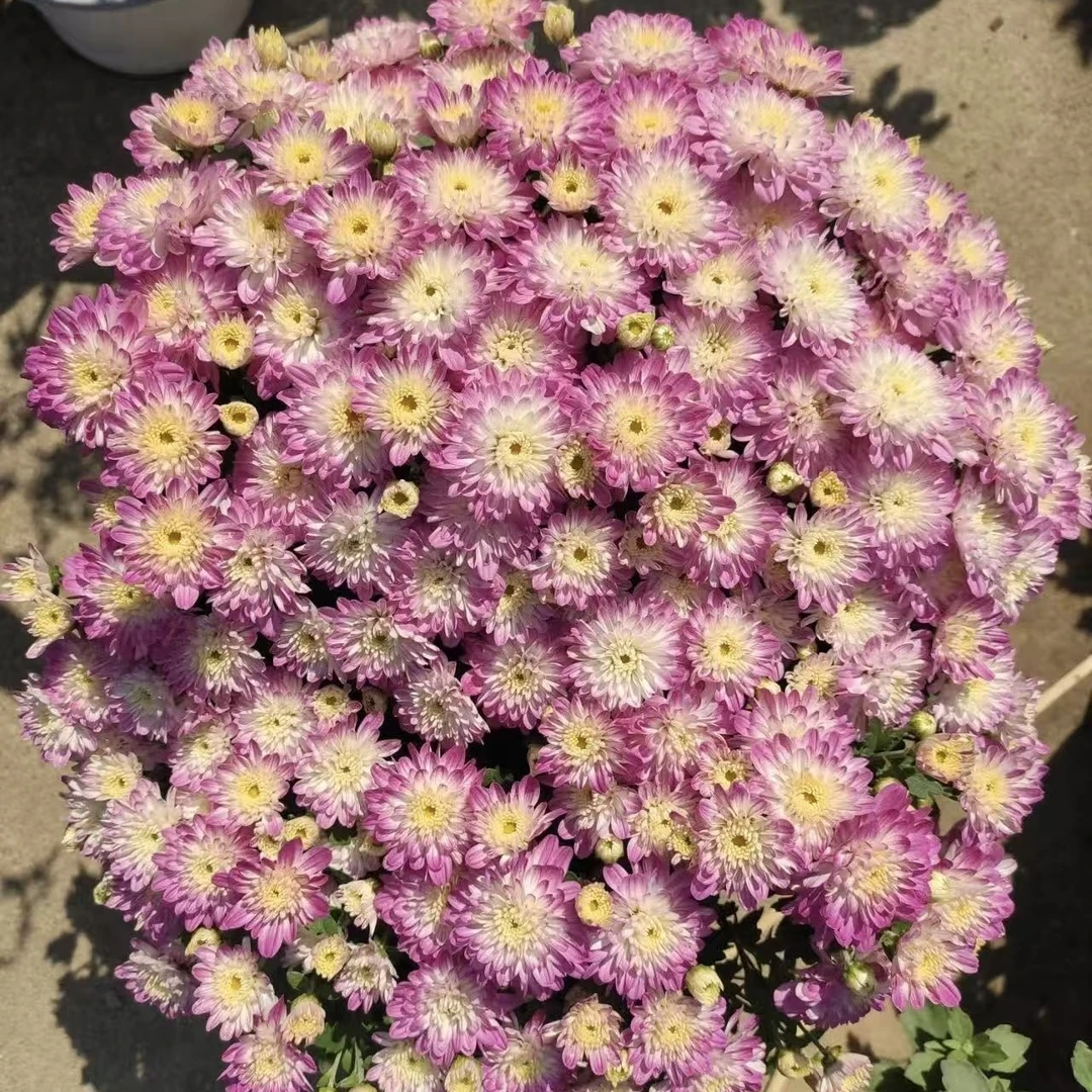 拂晓苹果花球菊盆栽多年生庭院阳台耐热耐晒爆花强新手易养护