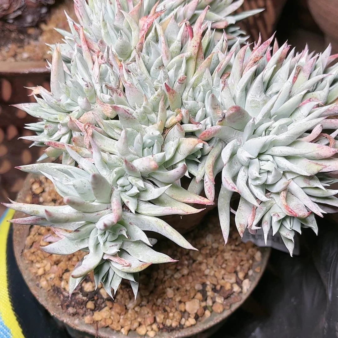 9657雪奴仙女杯多肉