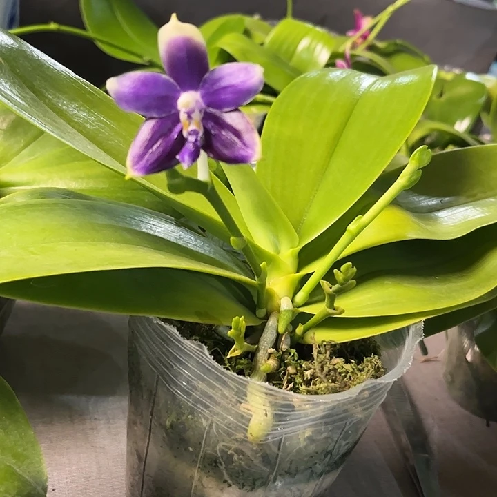 完全开放柳林3585福利价特浓香