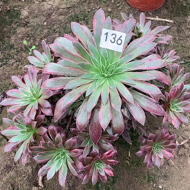 无花朵136孔雀多肉植物