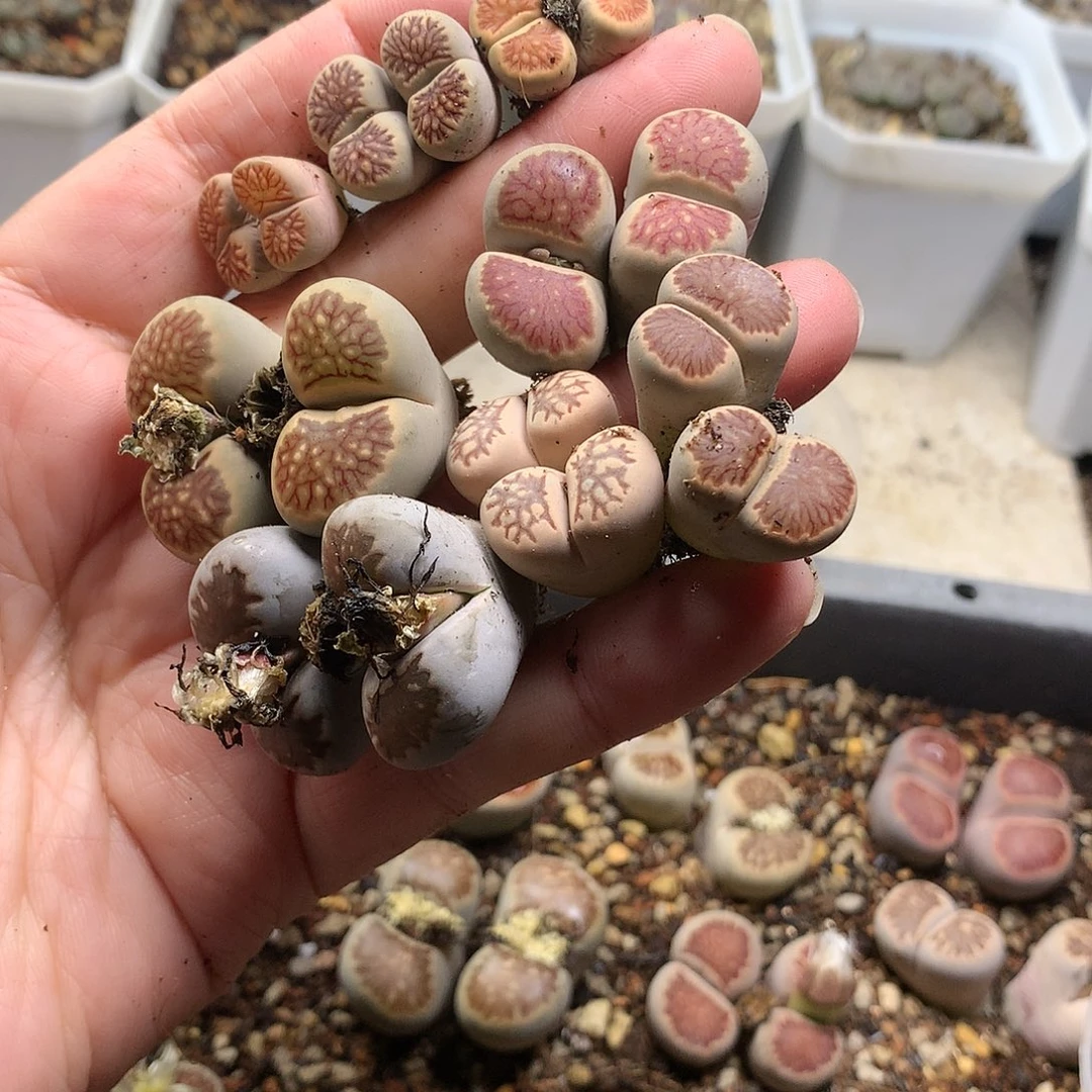 E****lT366多肉植物保护