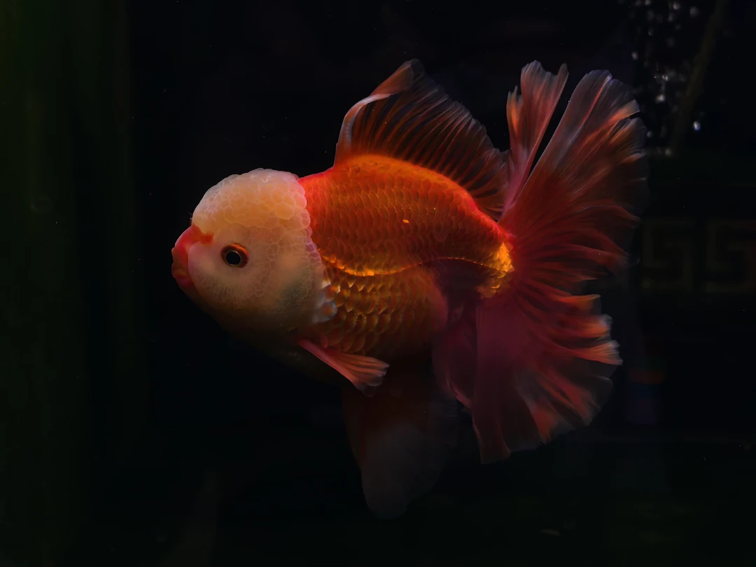 泰狮金鱼直播间专拍(不兰寿金鱼包邮)