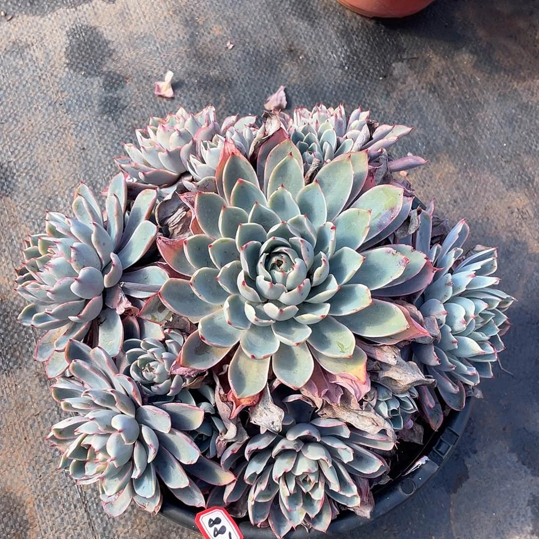 887赫拉一物一拍多肉