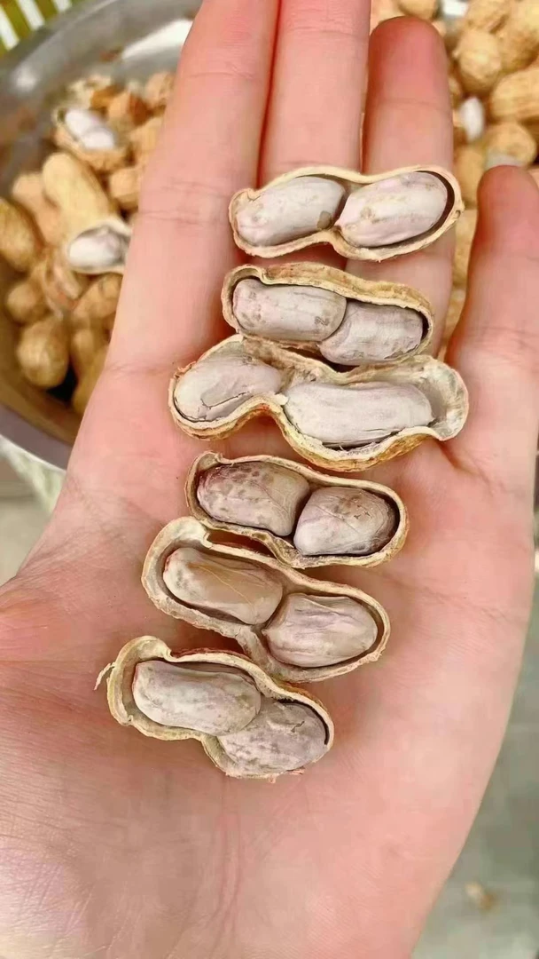 正宗惠安本地妈妈牌水煮日晒花生吃了会回香的花生妈妈牌水煮花生