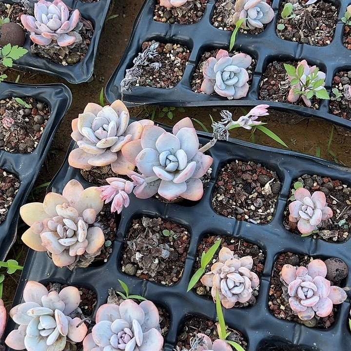 粉兔实物直播实物